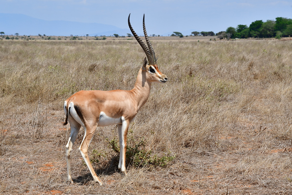 Tsavo East National Park